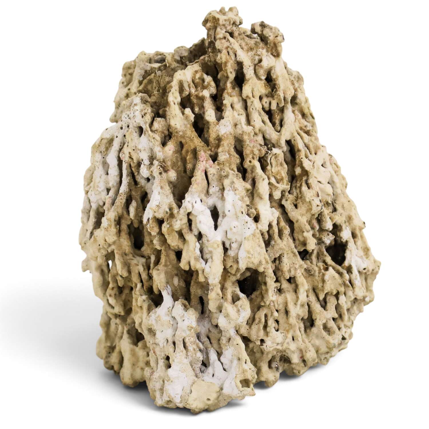 19th Century Natural History Coral Specimen – Specimen Cabinet Curiosity