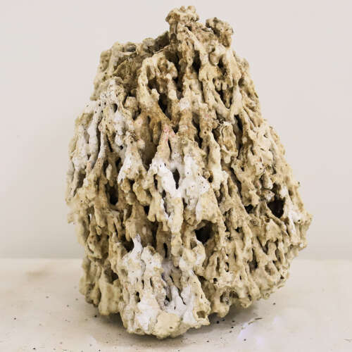 19th Century Natural History Coral Specimen – Specimen Cabinet Curiosity