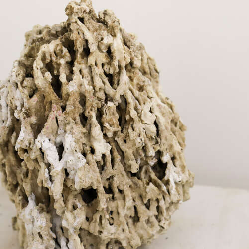 19th Century Natural History Coral Specimen – Specimen Cabinet Curiosity