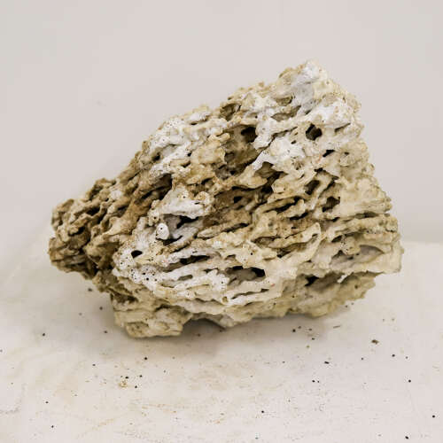19th Century Natural History Coral Specimen – Specimen Cabinet Curiosity