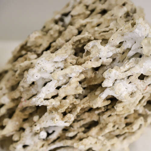 19th Century Natural History Coral Specimen – Specimen Cabinet Curiosity