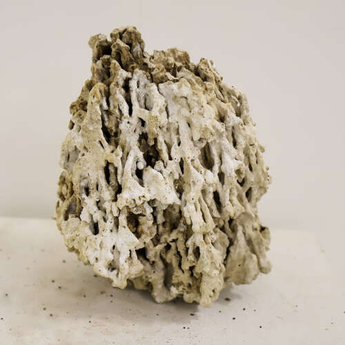 19th Century Natural History Coral Specimen – Specimen Cabinet Curiosity